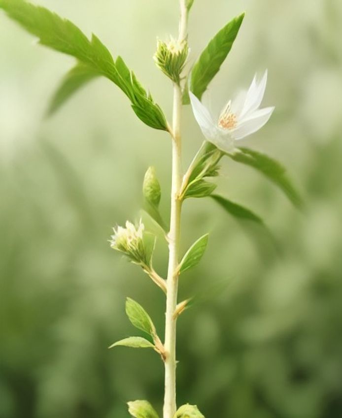 烏山椒の咲き始め